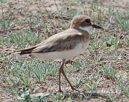 Greater Sand Plover Charadrius Leschenaultii